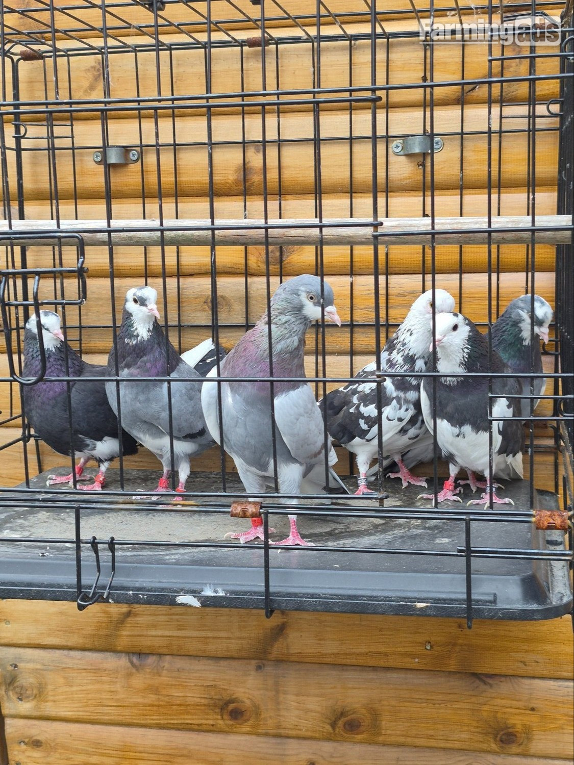 Birmingham rollers for sale. Cocks and hens. Different age ranges.  - {CATEGORY}
