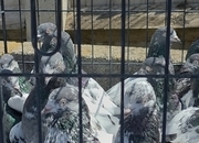 PAKISTANI  HIGH FLYERS PIGEONS FOR SALE 