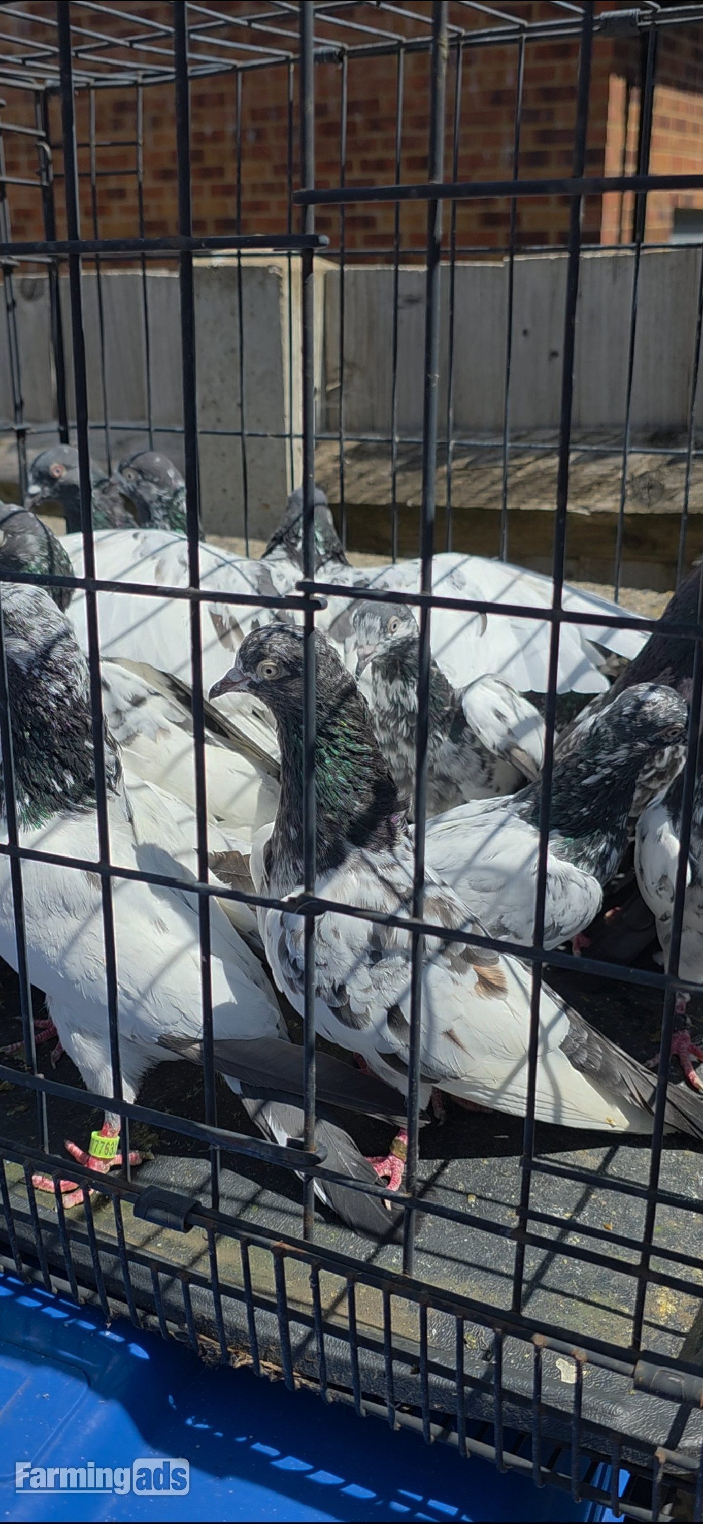 PAKISTANI  HIGH FLYERS PIGEONS FOR SALE 