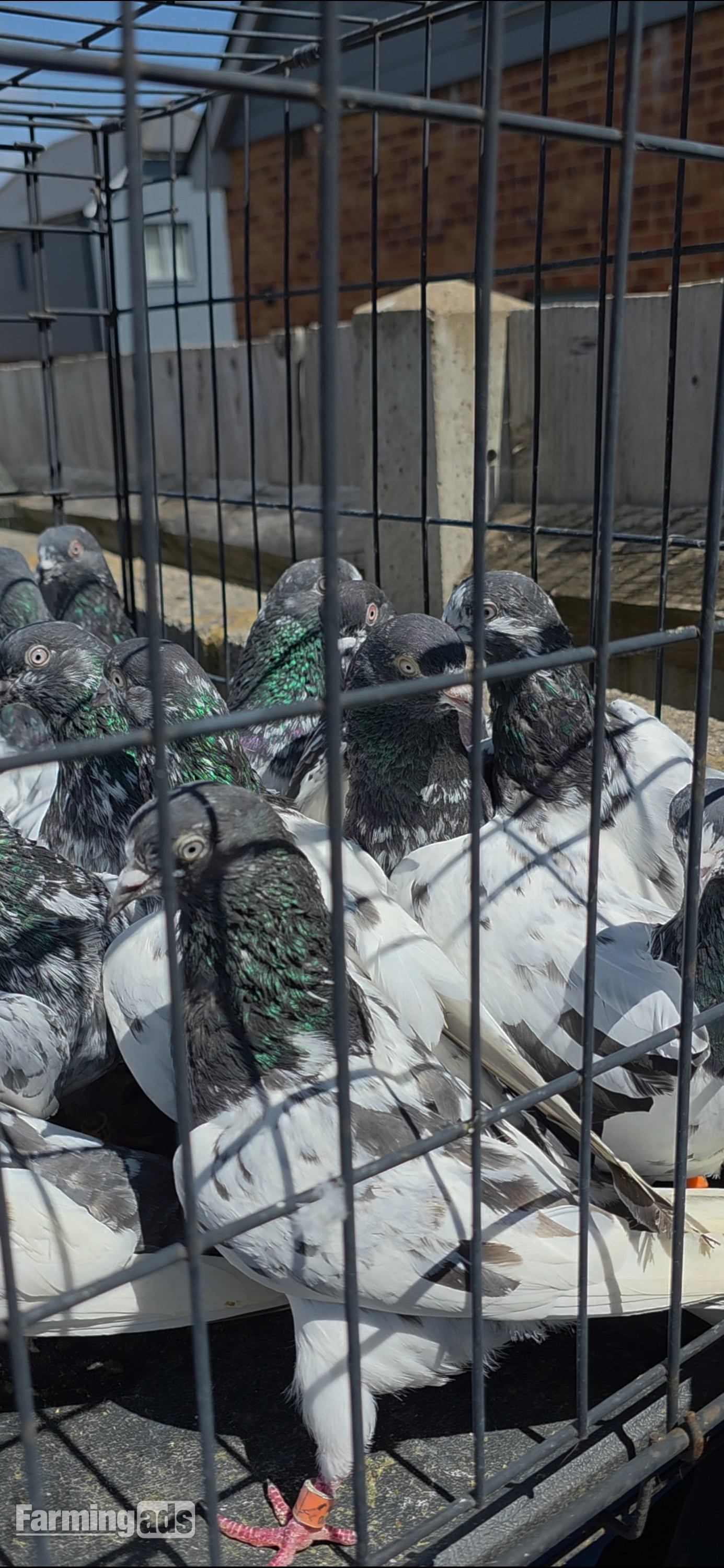  PAKISTANI  HIGH FLYERS PIGEONS FOR SALE 