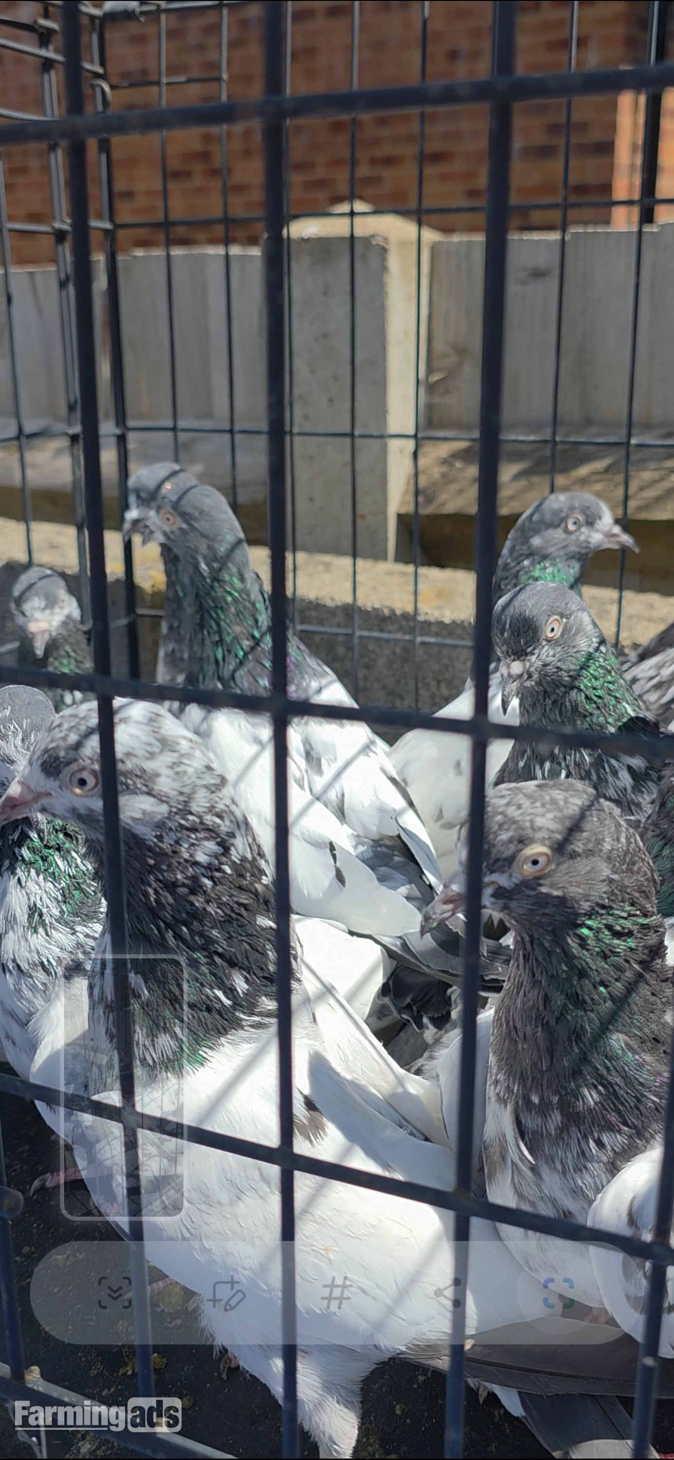 PAKISTANI  HIGH FLYERS PIGEONS FOR SALE  - {CATEGORY}