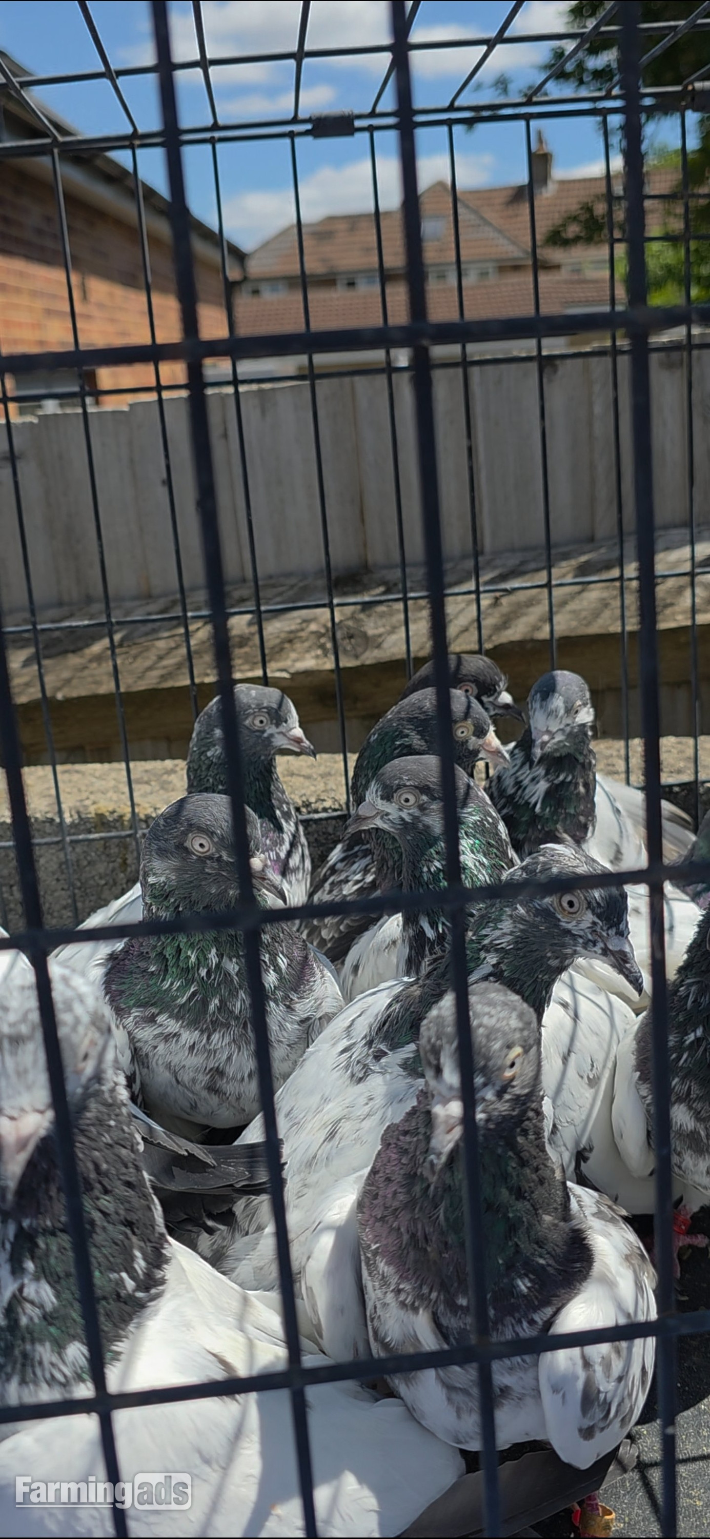 PAKISTANI  HIGH FLYERS PIGEONS FOR SALE  - {CATEGORY}