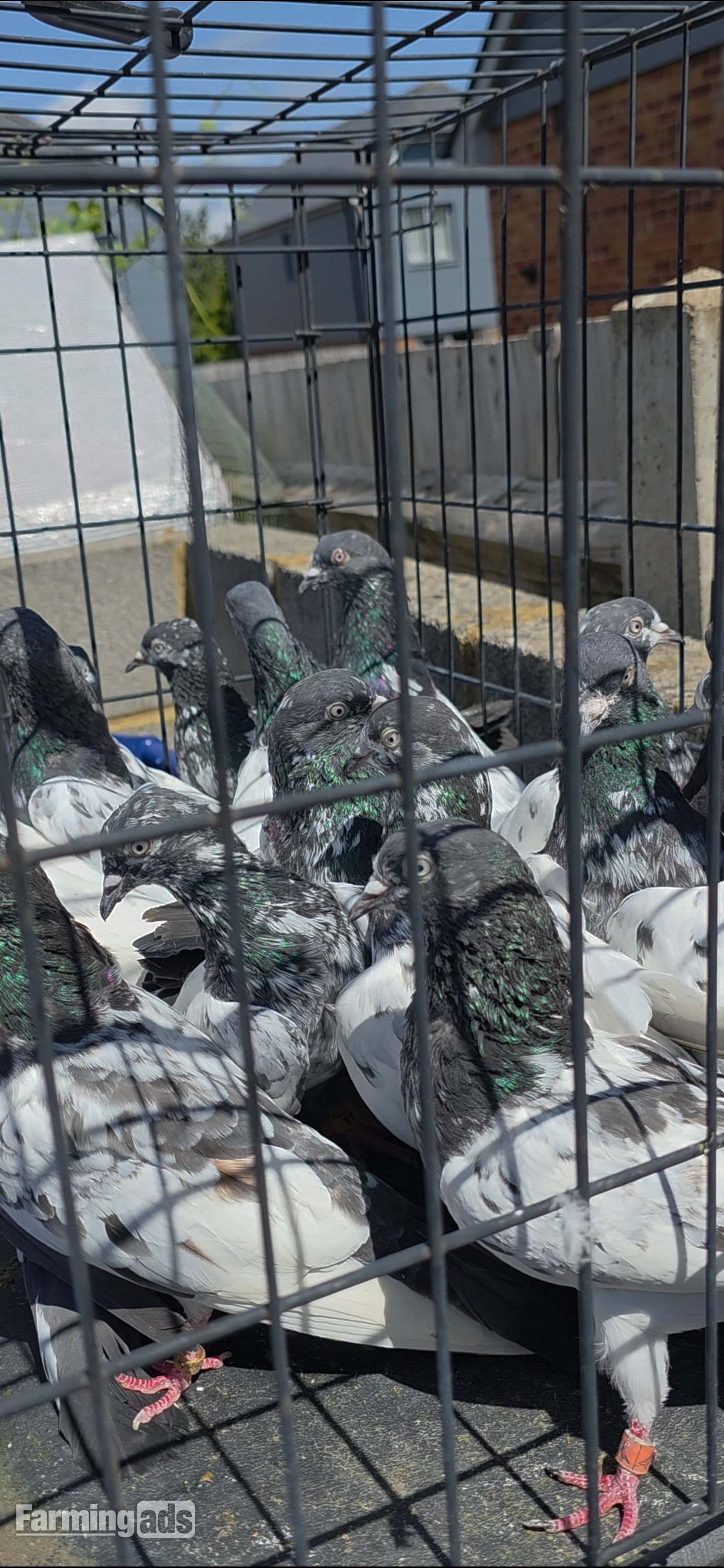 PAKISTANI  HIGH FLYERS PIGEONS FOR SALE  