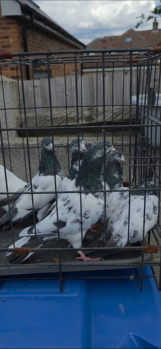 PAKISTANI  HIGH FLYERS PIGEONS FOR SALE 