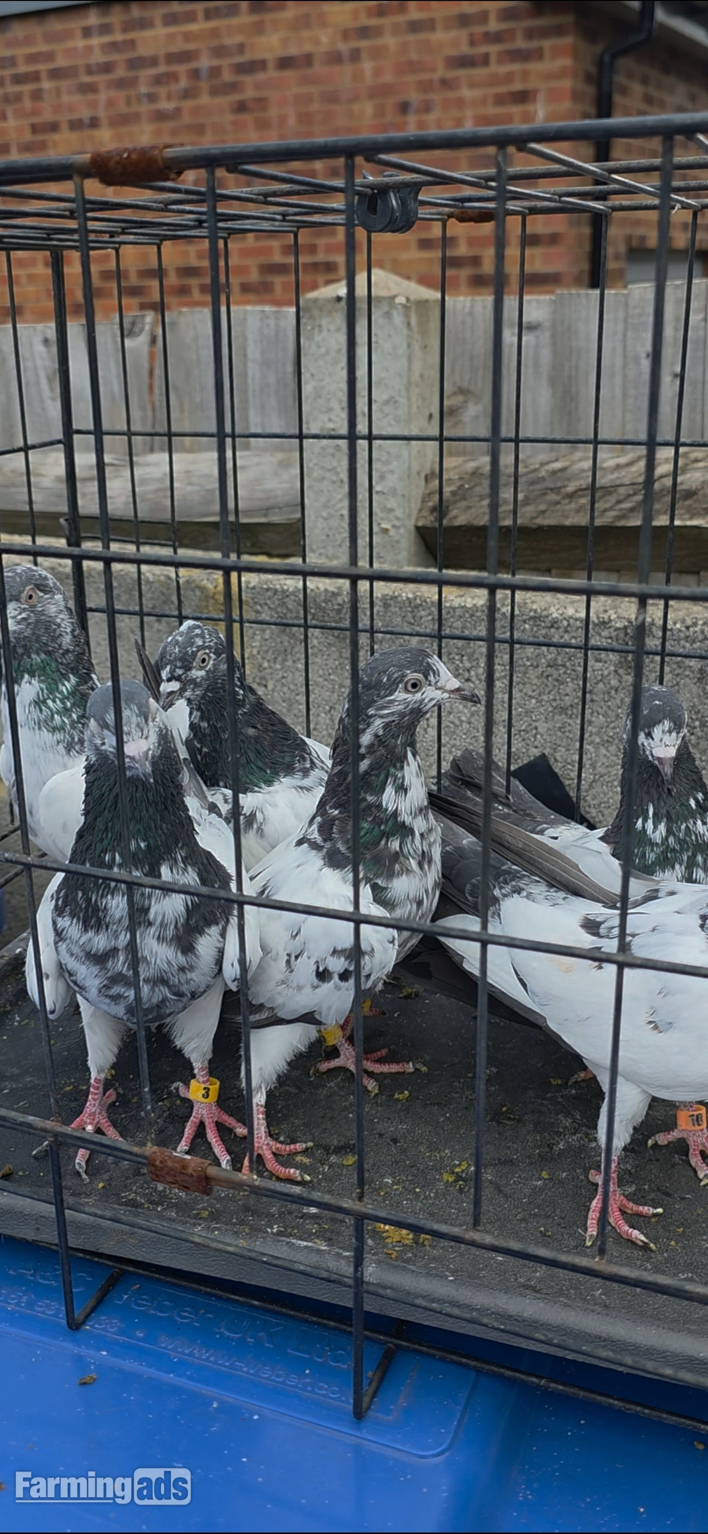 {CATEGORY} - PAKISTANI  HIGH FLYERS PIGEONS FOR SALE 