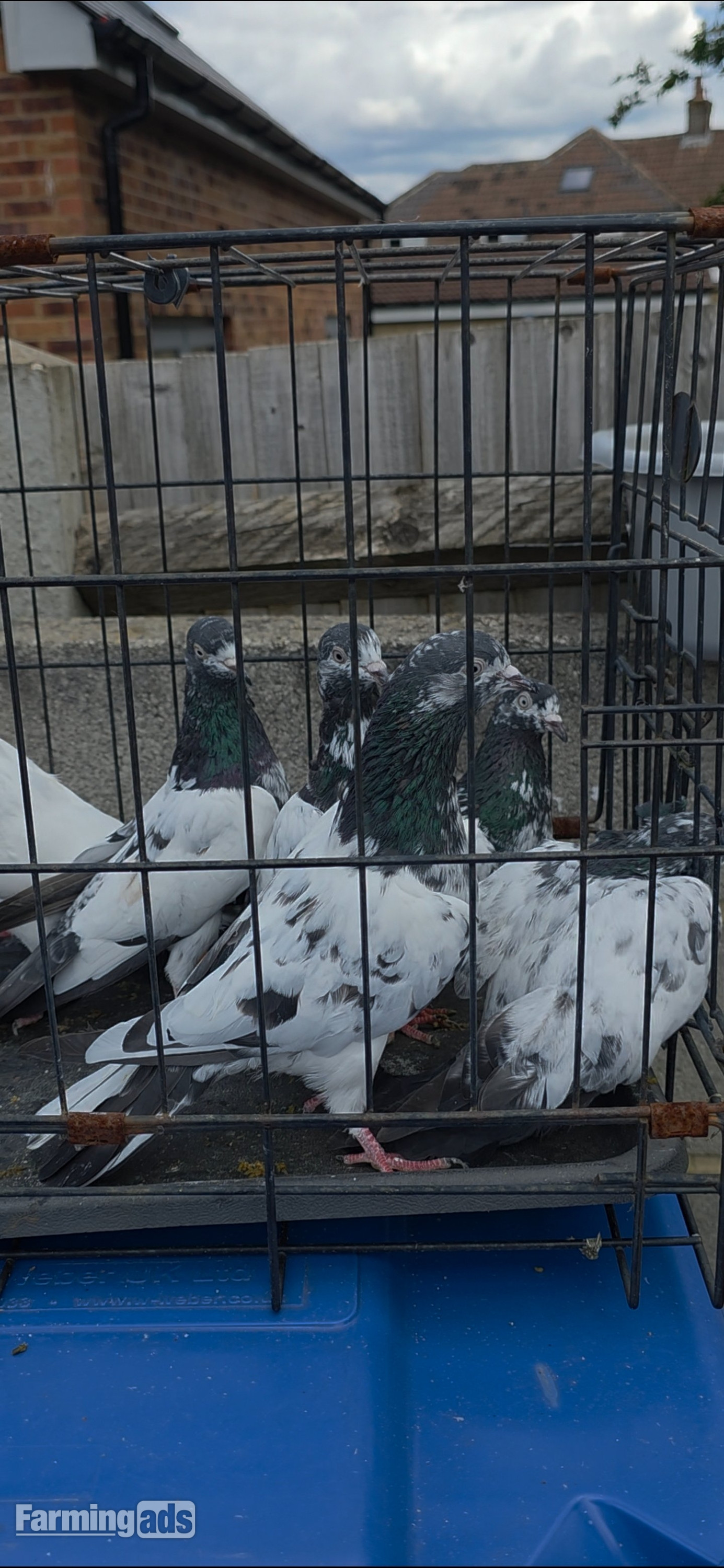 {CATEGORY} - PAKISTANI  HIGH FLYERS PIGEONS FOR SALE 