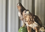 Breeding Pair of Common buzzards