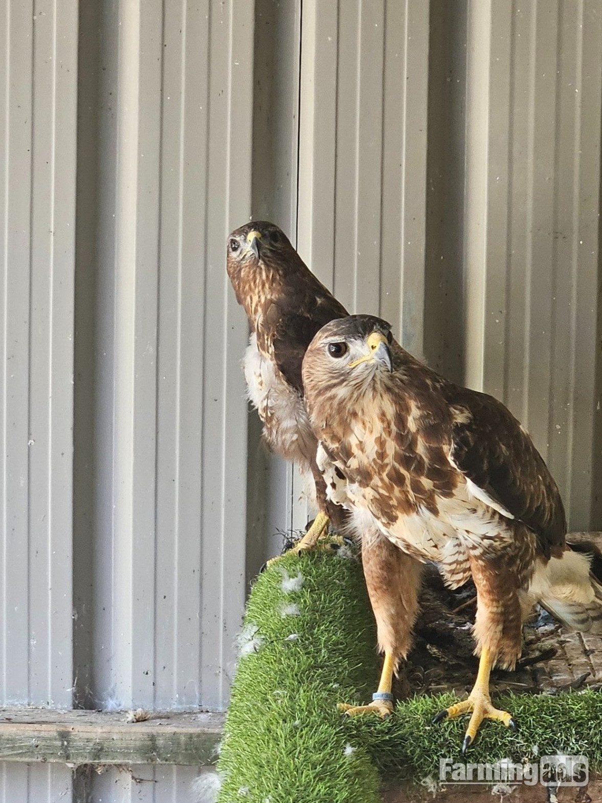 Breeding Pair of Common buzzards