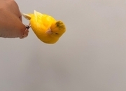 Handreared Canaries for sale, males, females, young, breeding