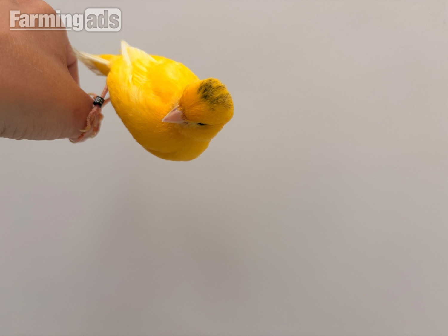 Handreared Canaries for sale, males, females, young, breeding