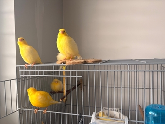 Handreared Canaries for sale, males, females, young, breeding