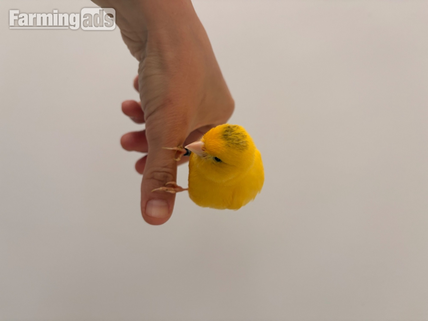 Handreared Canaries for sale, males, females, young, breeding