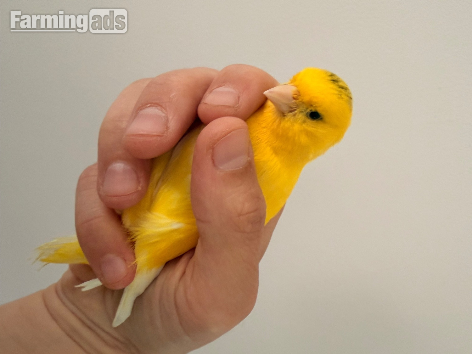  Handreared Canaries for sale, males, females, young, breeding