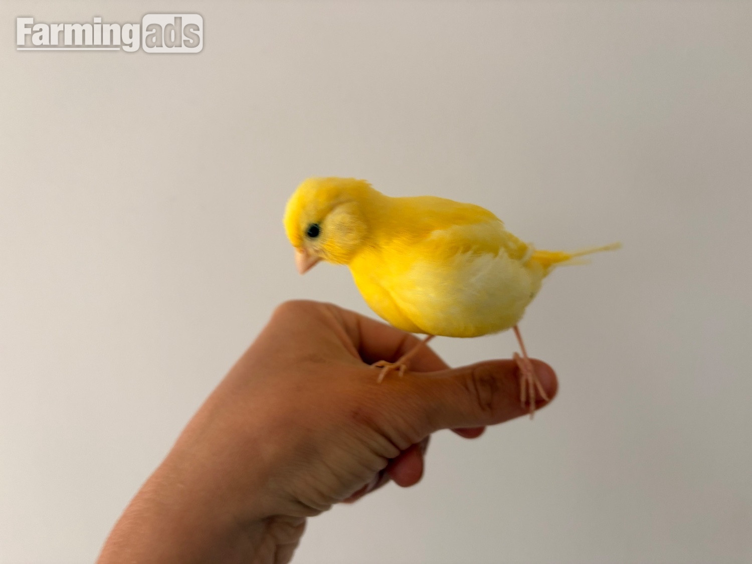 Handreared Canaries for sale, males, females, young, breeding - {CATEGORY}