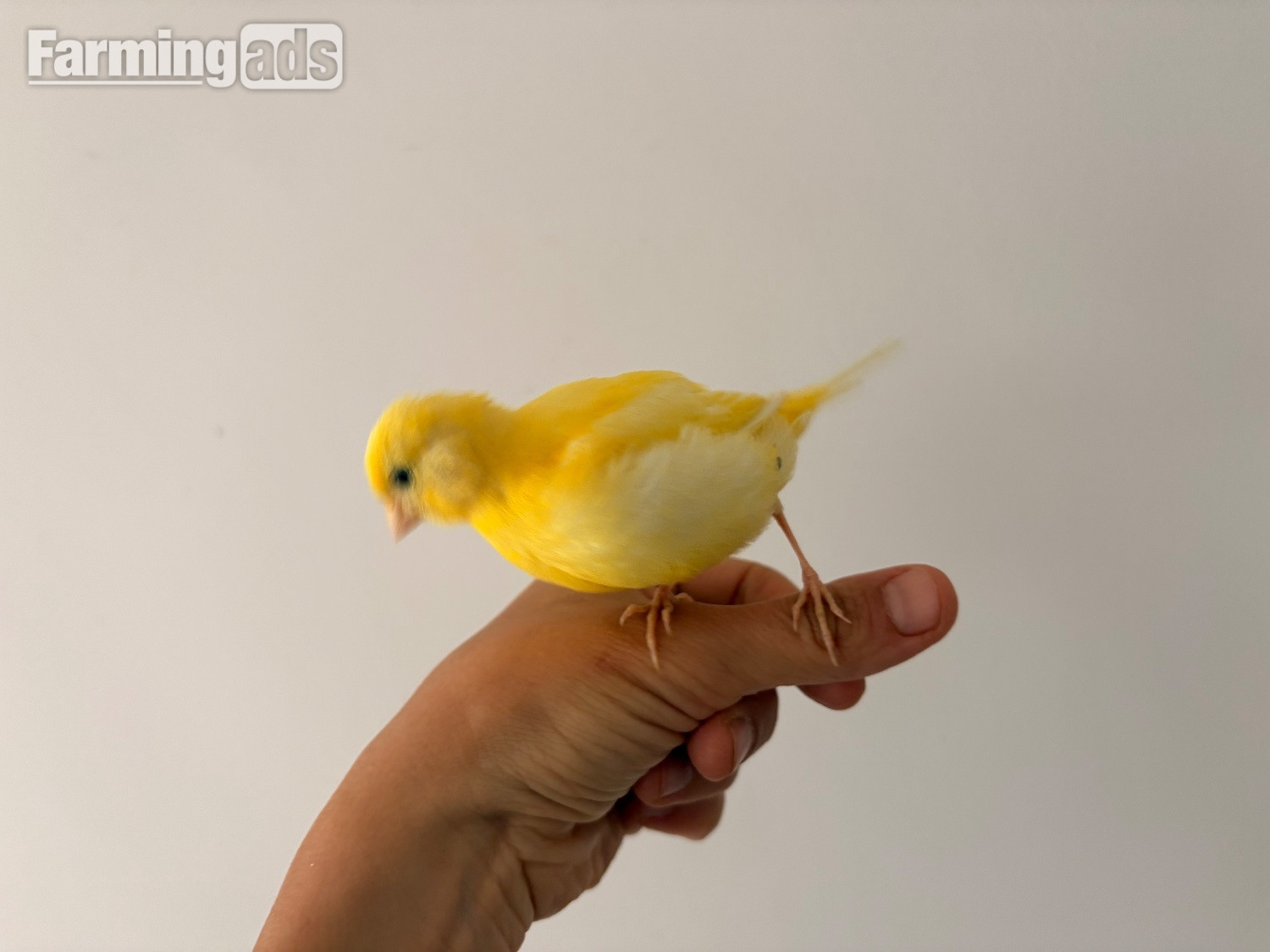 Handreared Canaries for sale, males, females, young, breeding - {CATEGORY}