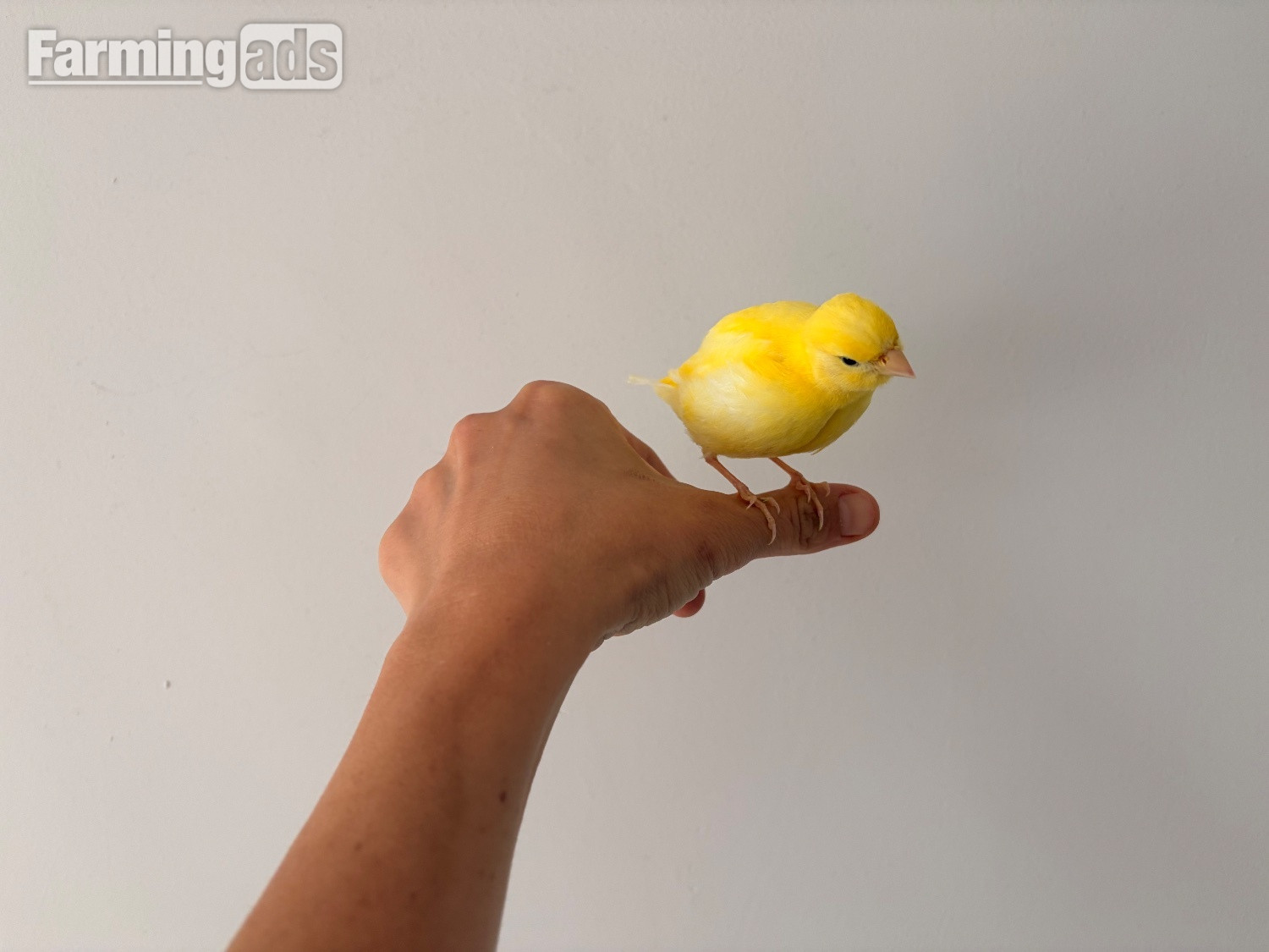 Handreared Canaries for sale, males, females, young, breeding 