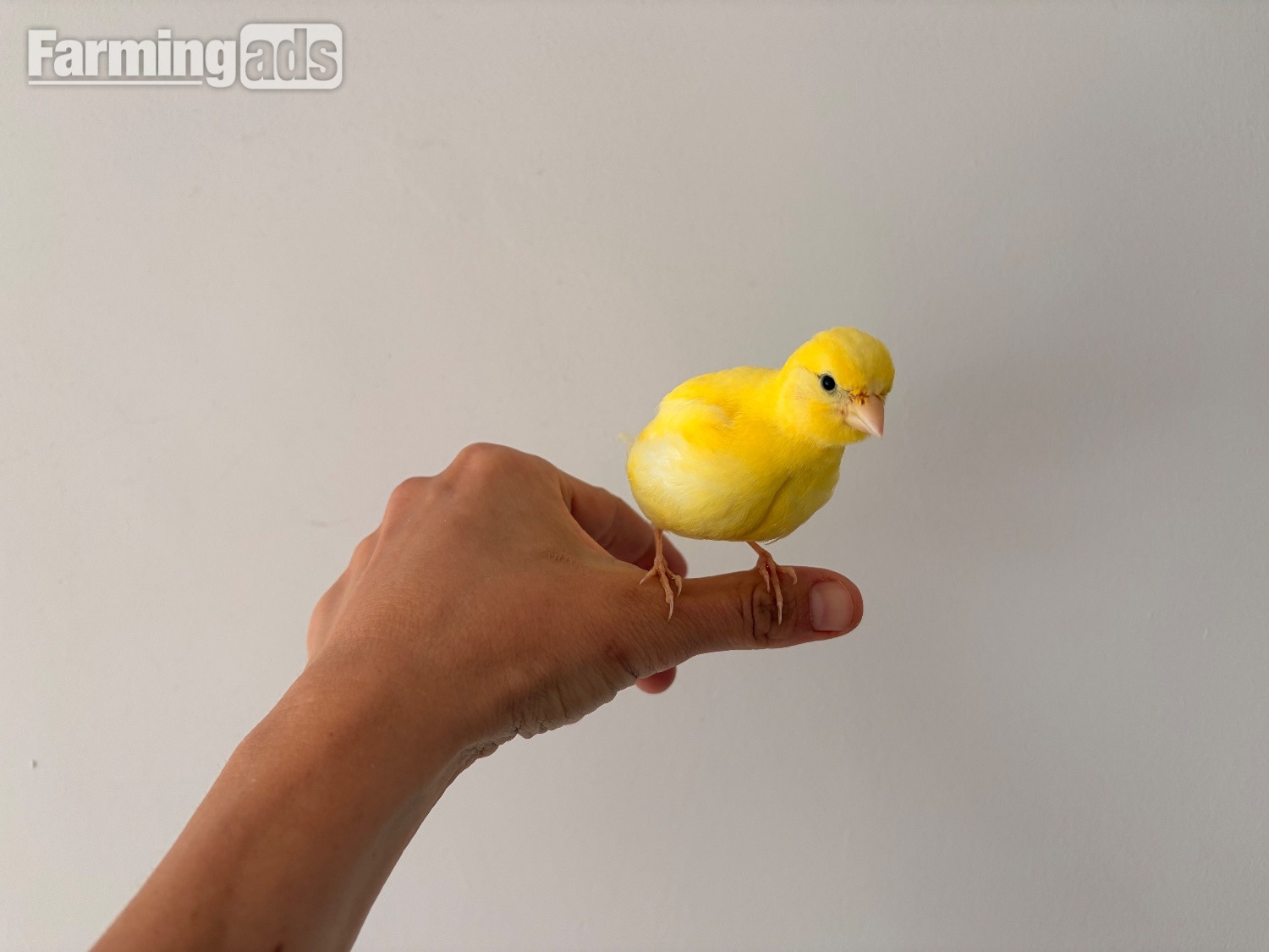 {CATEGORY} - Handreared Canaries for sale, males, females, young, breeding