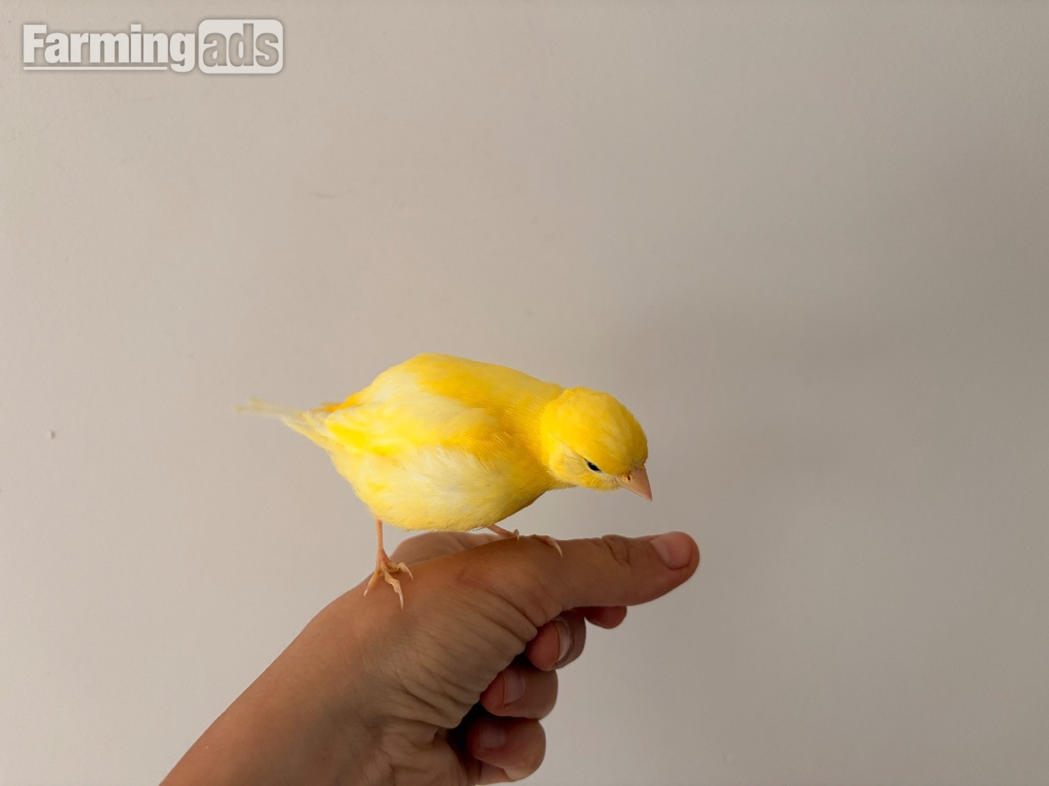 {CATEGORY} - Handreared Canaries for sale, males, females, young, breeding