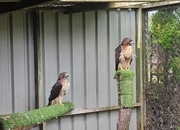 Breeding pair of Redtails