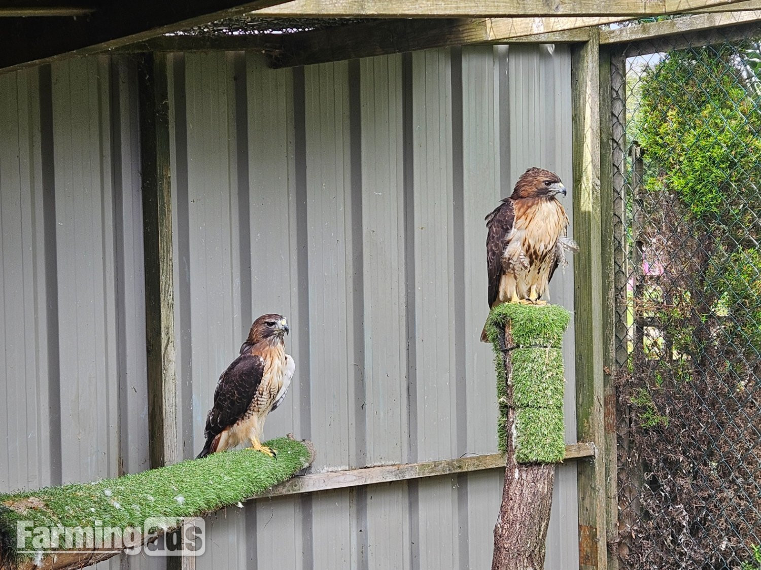 Breeding pair of Redtails