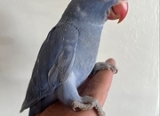 Hand Reared Indian Ring Neck Parrot