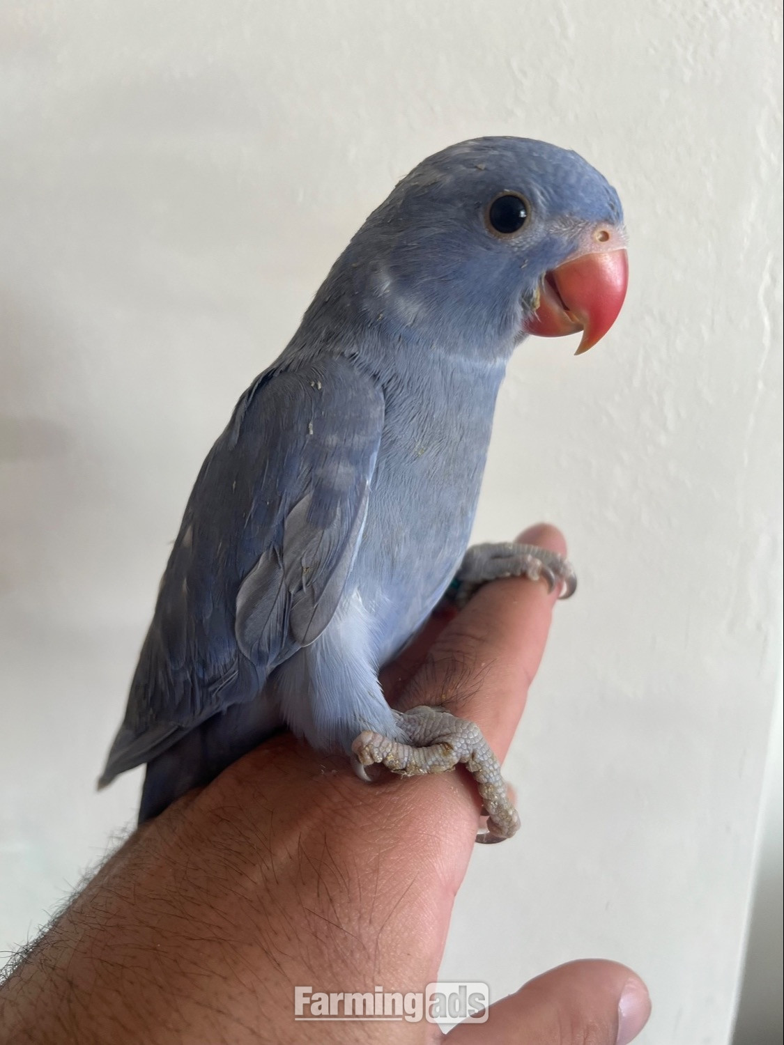 Hand Reared Indian Ring Neck Parrot