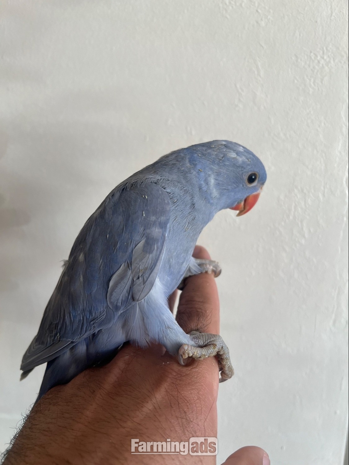Hand Reared Indian Ring Neck Parrot