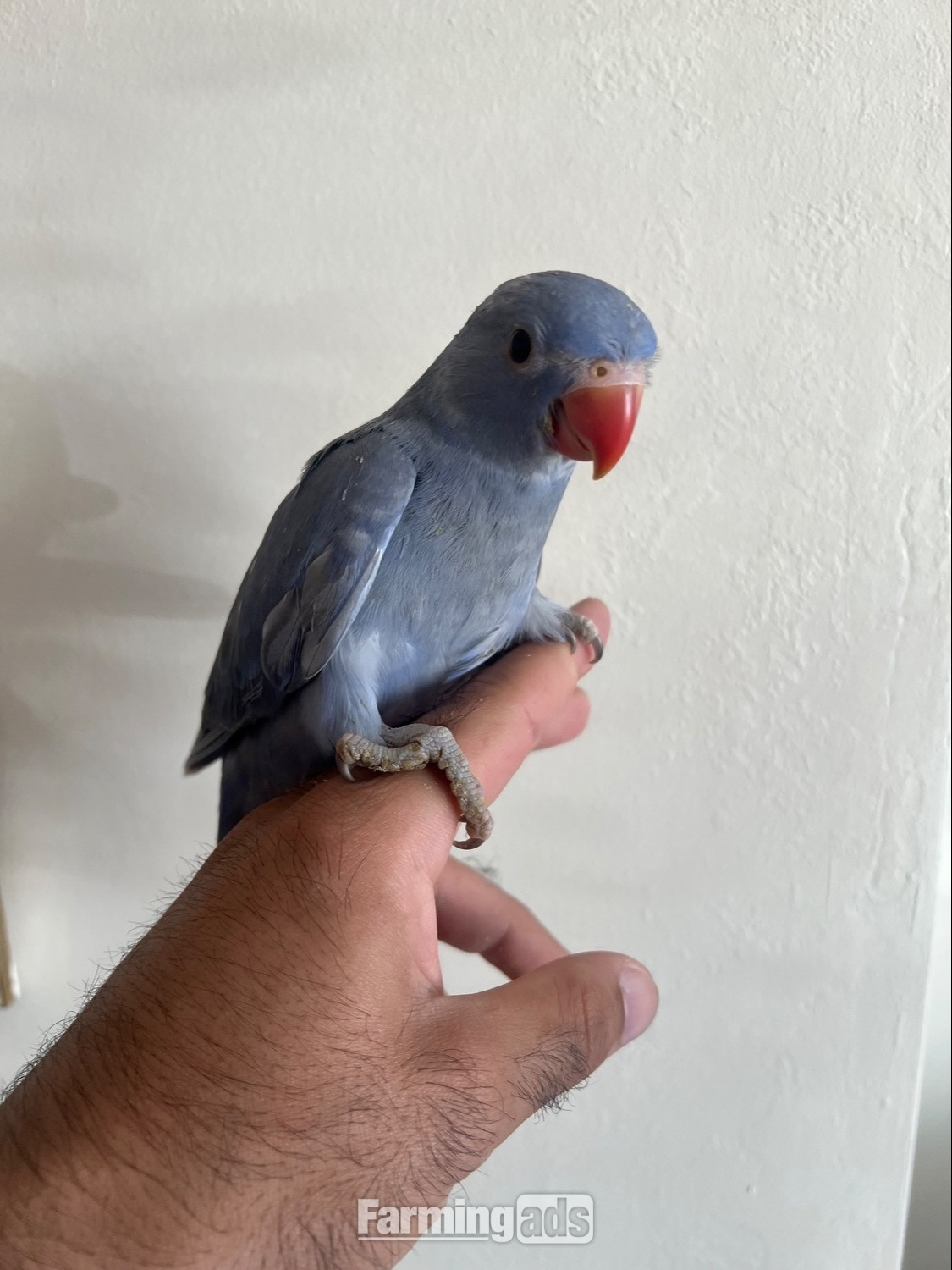  Hand Reared Indian Ring Neck Parrot