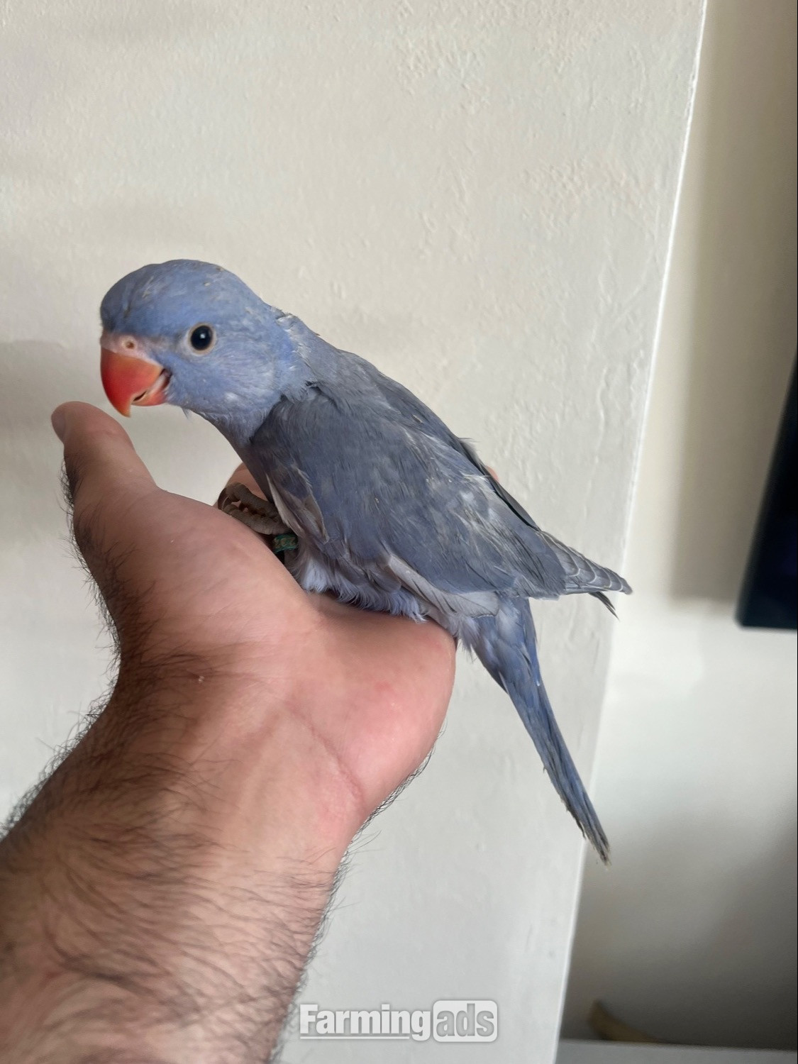 Hand Reared Indian Ring Neck Parrot - {CATEGORY}