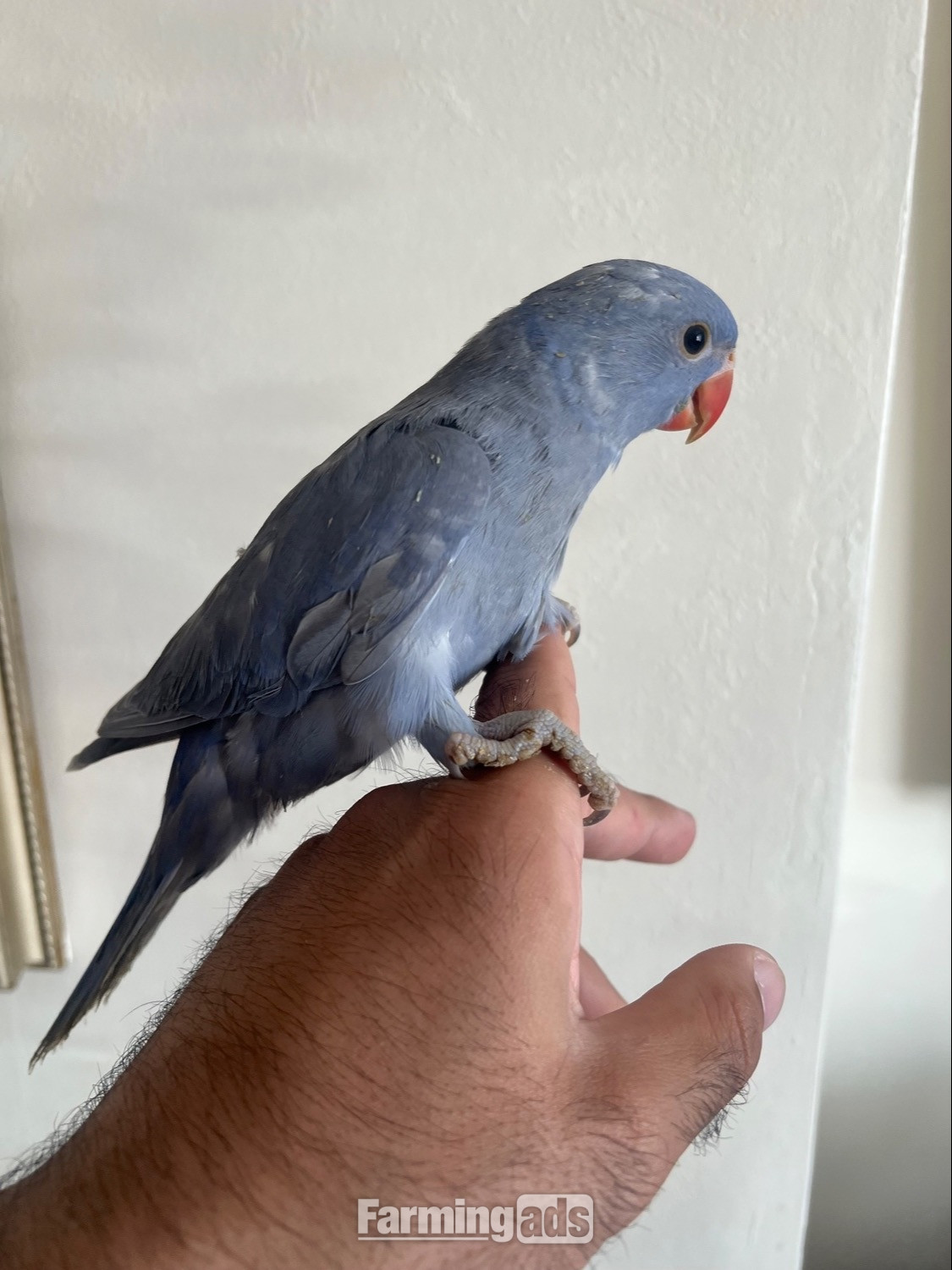 Hand Reared Indian Ring Neck Parrot - {CATEGORY}