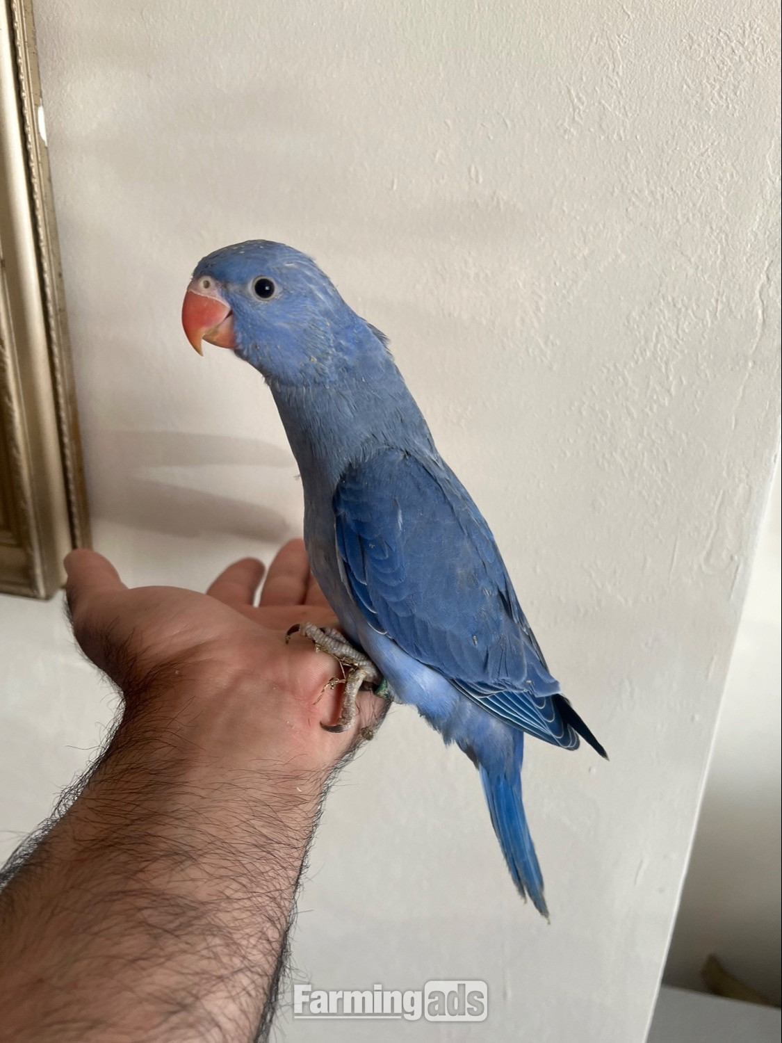 Hand Reared Indian Ring Neck Parrot 