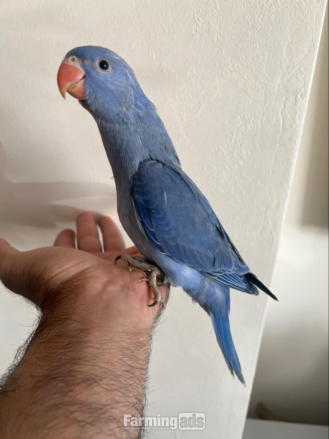 {CATEGORY} - Hand Reared Indian Ring Neck Parrot