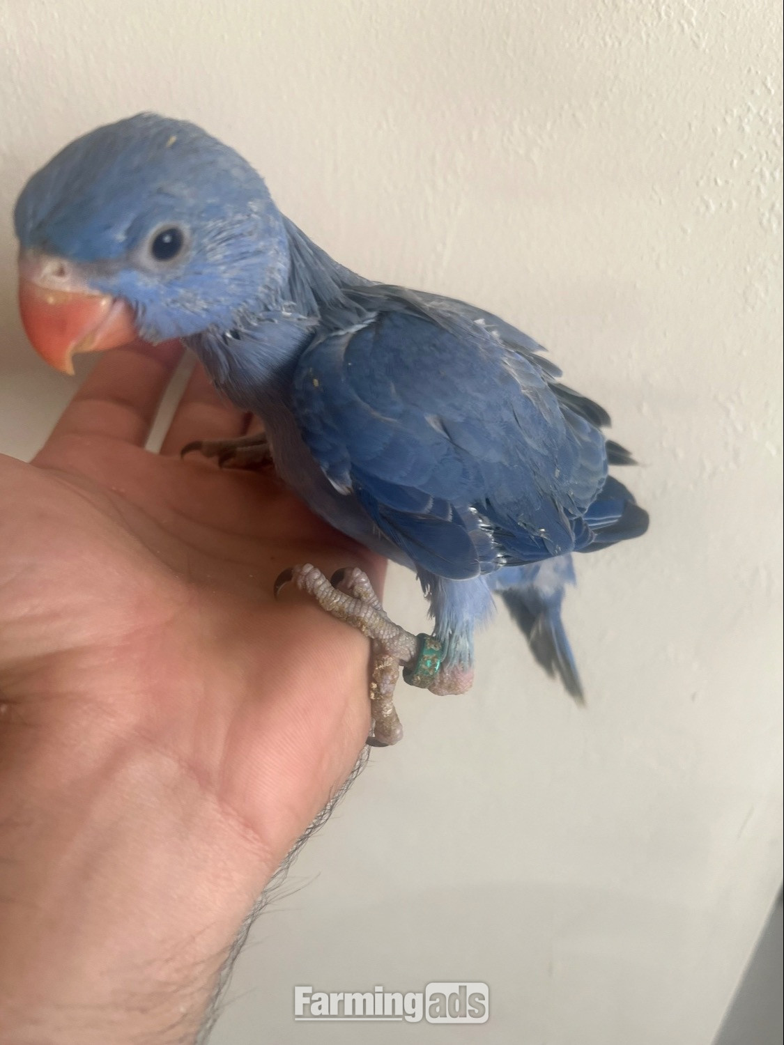 {CATEGORY} - Hand Reared Indian Ring Neck Parrot