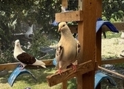 Iranian Poshti pigeons for sale 