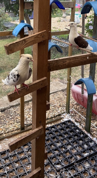 Iranian Poshti pigeons for sale 