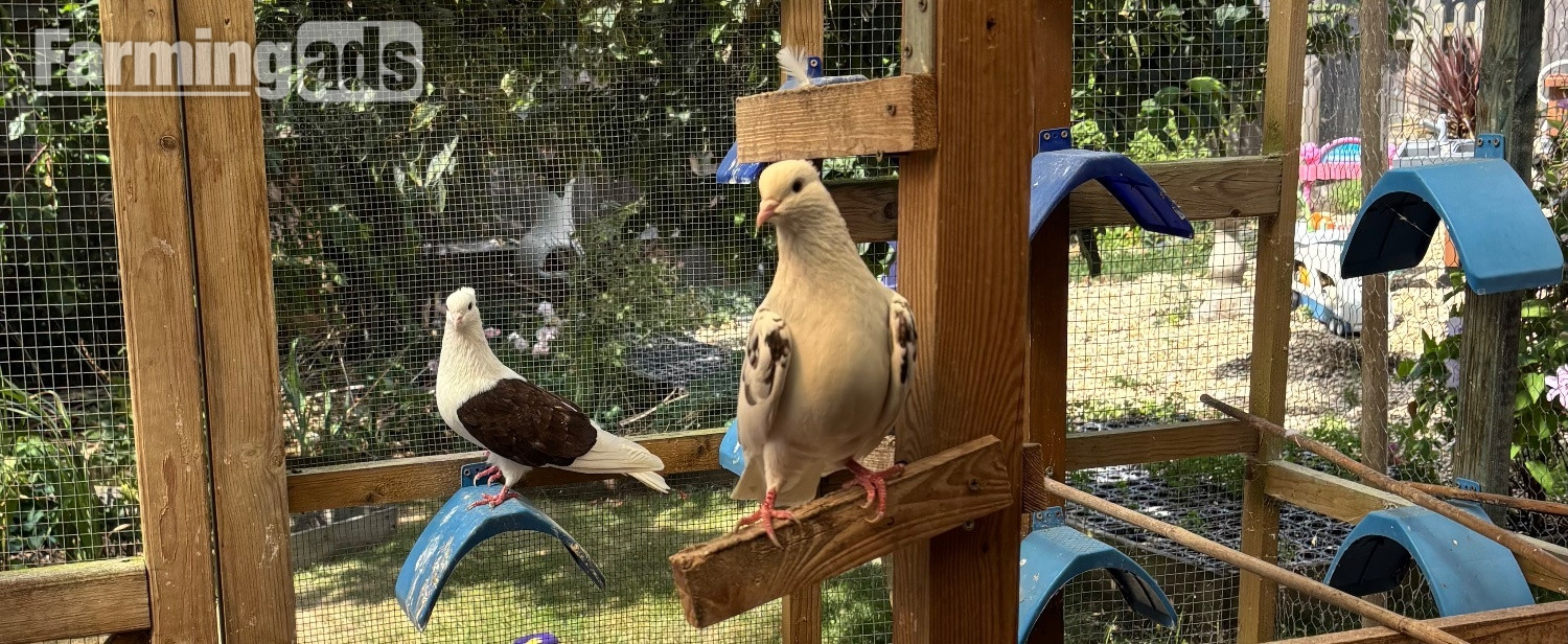 Iranian Poshti pigeons for sale 