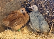 PEKIN BANTAM CHICKS 