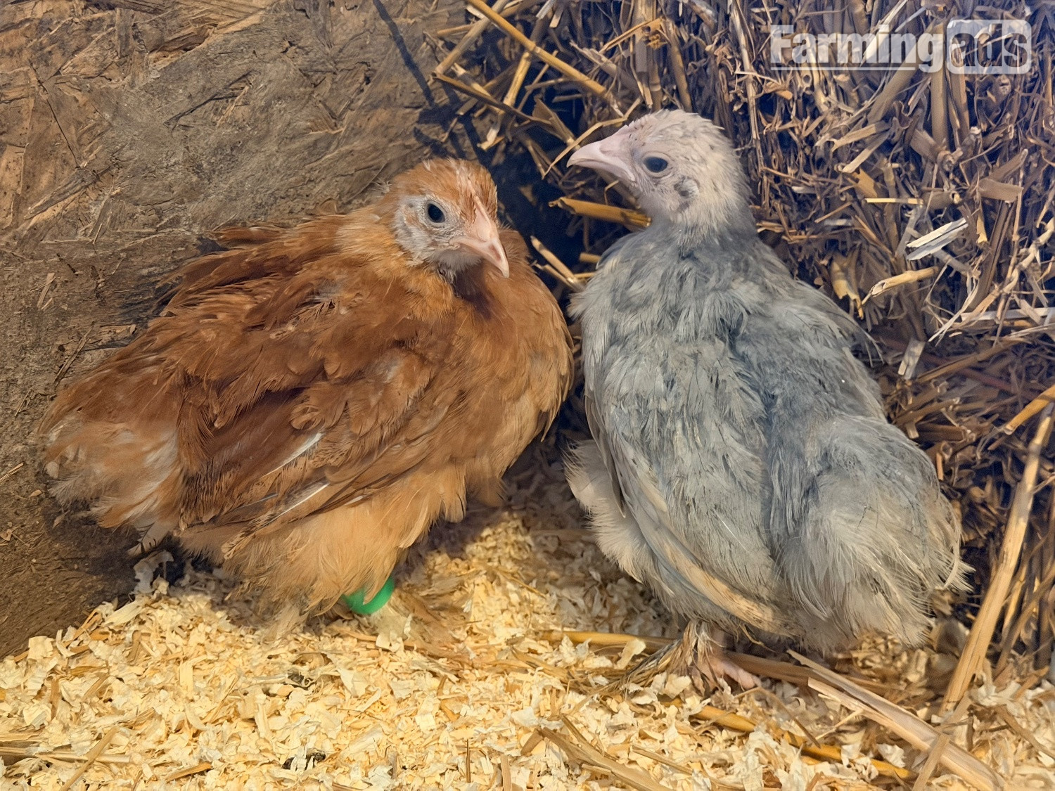 PEKIN BANTAM CHICKS 