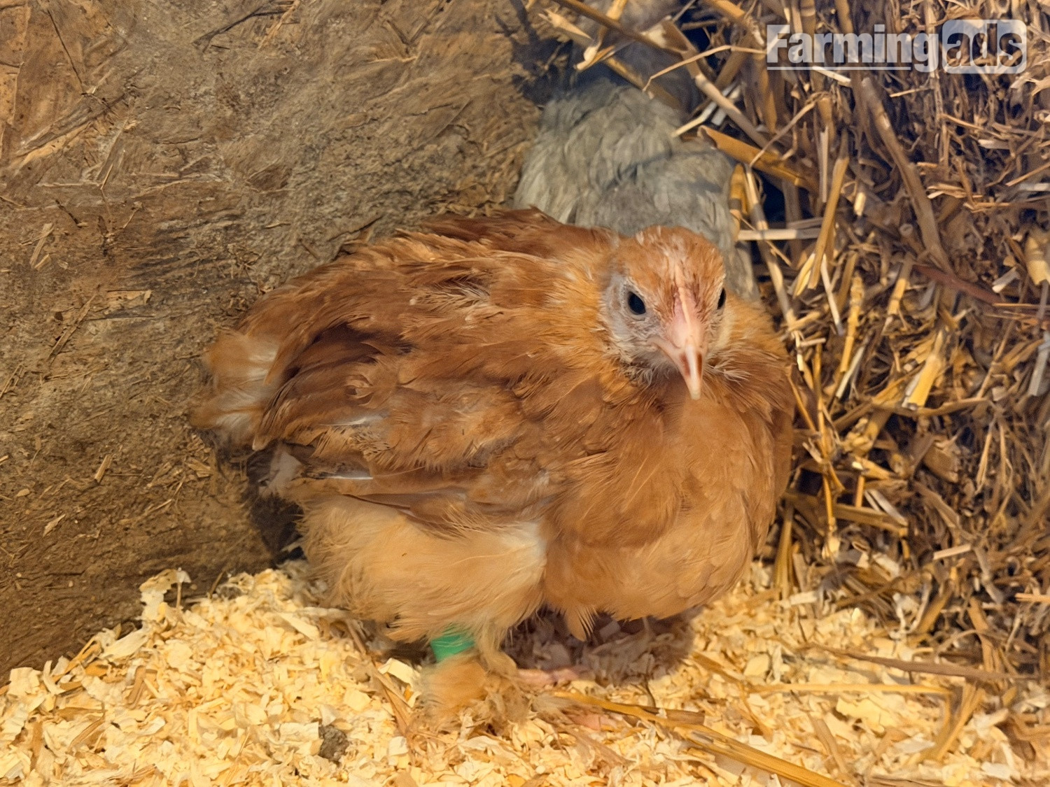 PEKIN BANTAM CHICKS 