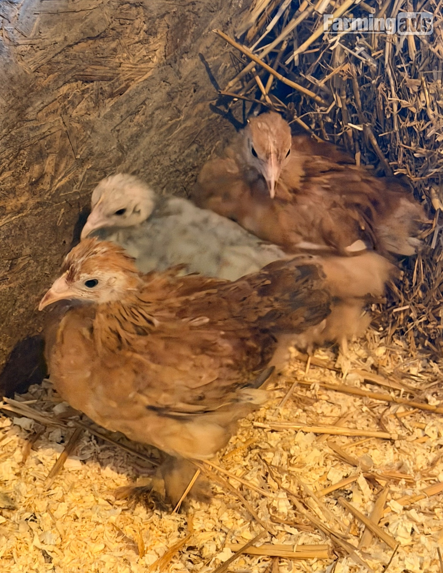  PEKIN BANTAM CHICKS 