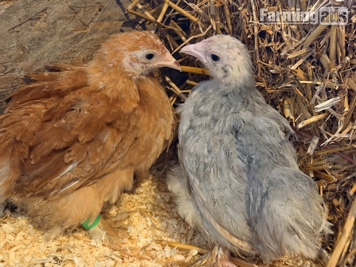 PEKIN BANTAM CHICKS  - {CATEGORY}