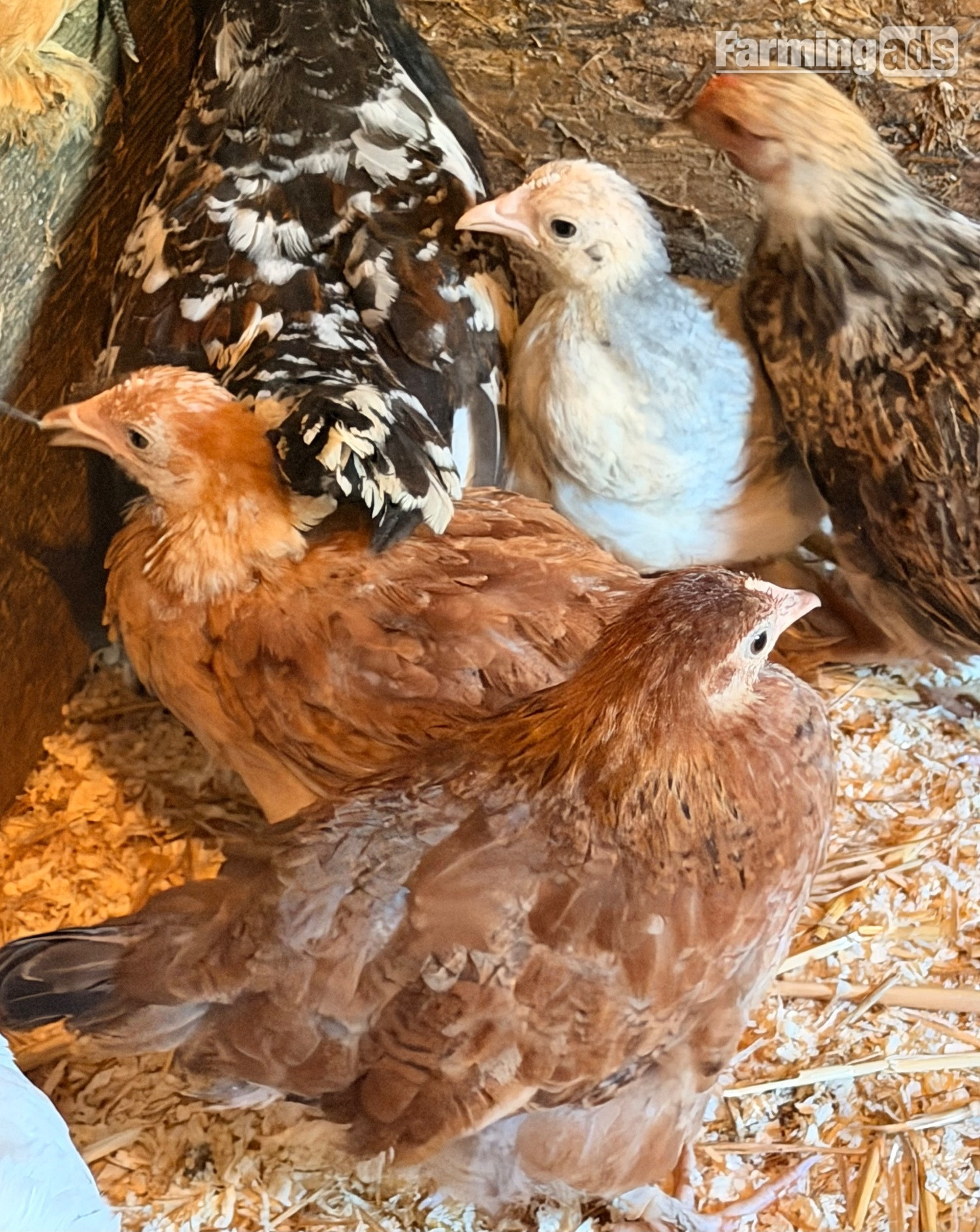 PEKIN BANTAM CHICKS  - {CATEGORY}