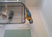 Mccaw male blue and gold 