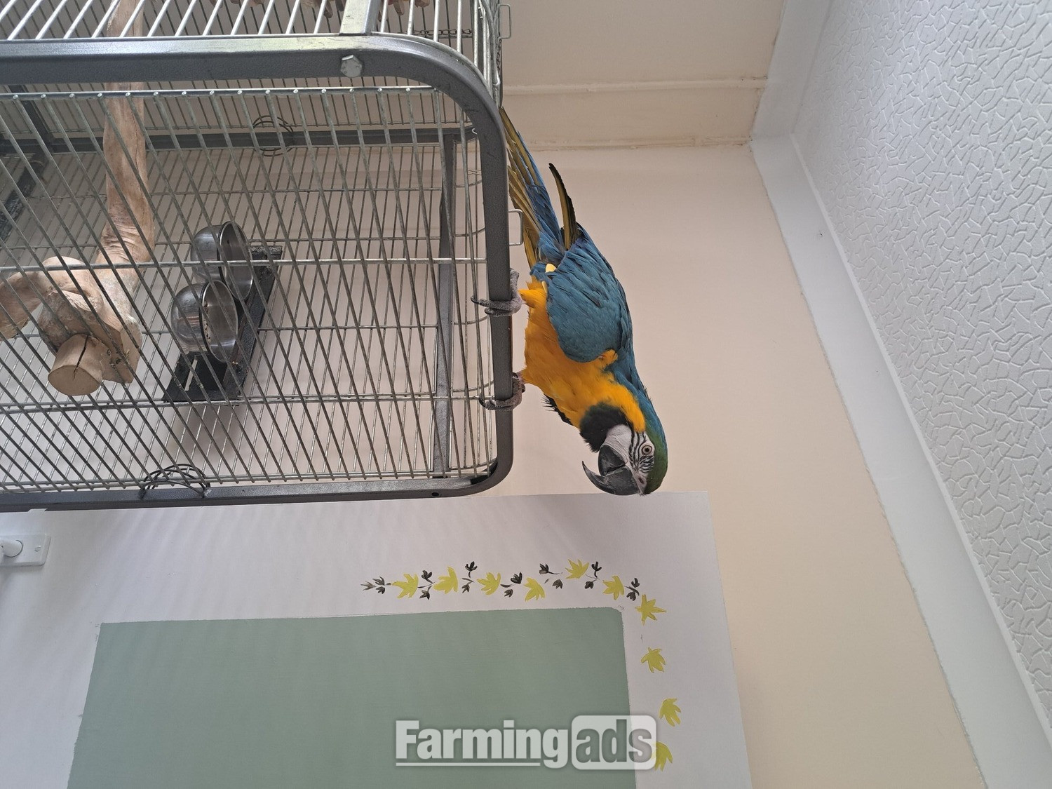 Mccaw male blue and gold 