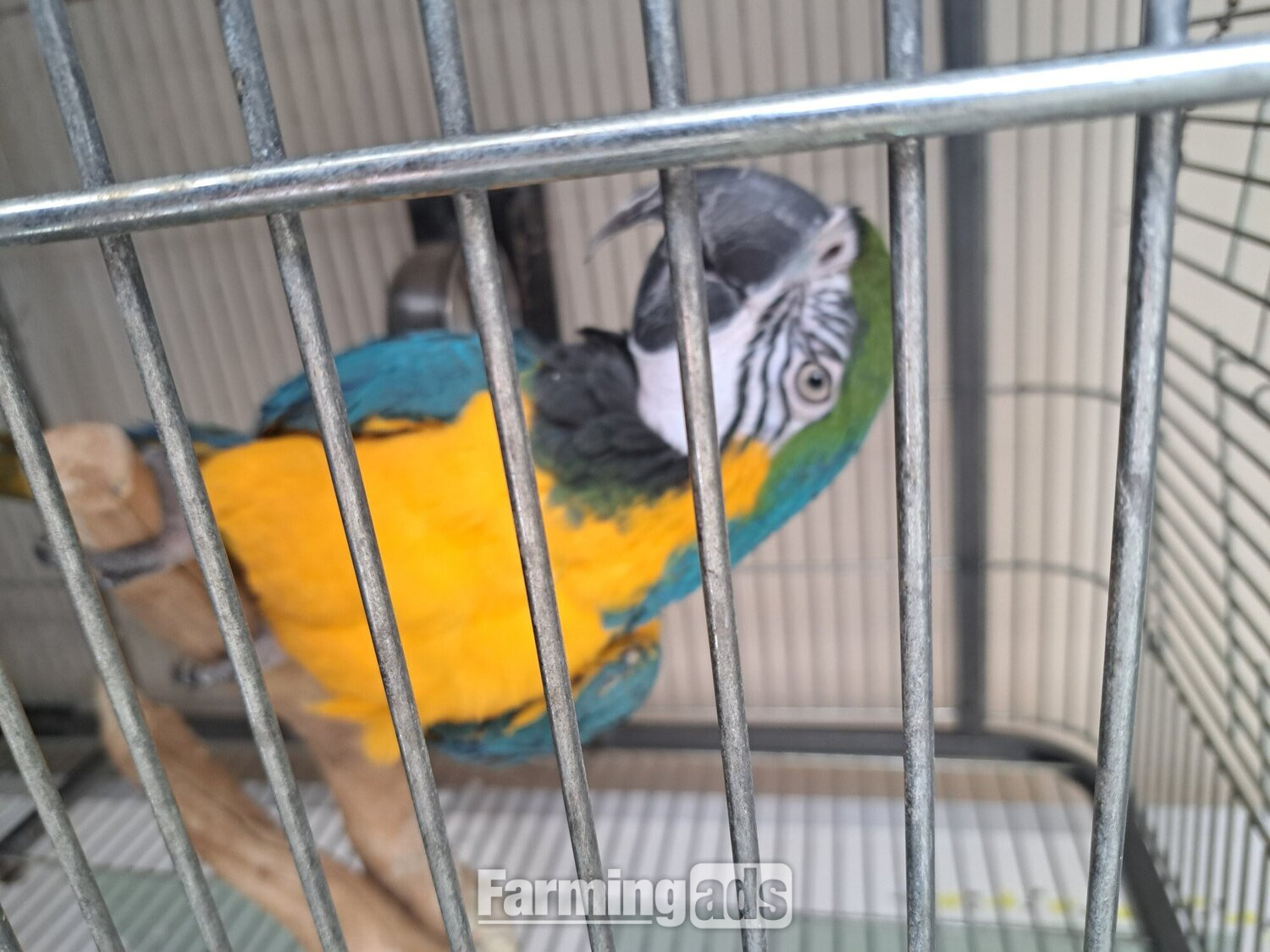 Mccaw male blue and gold 