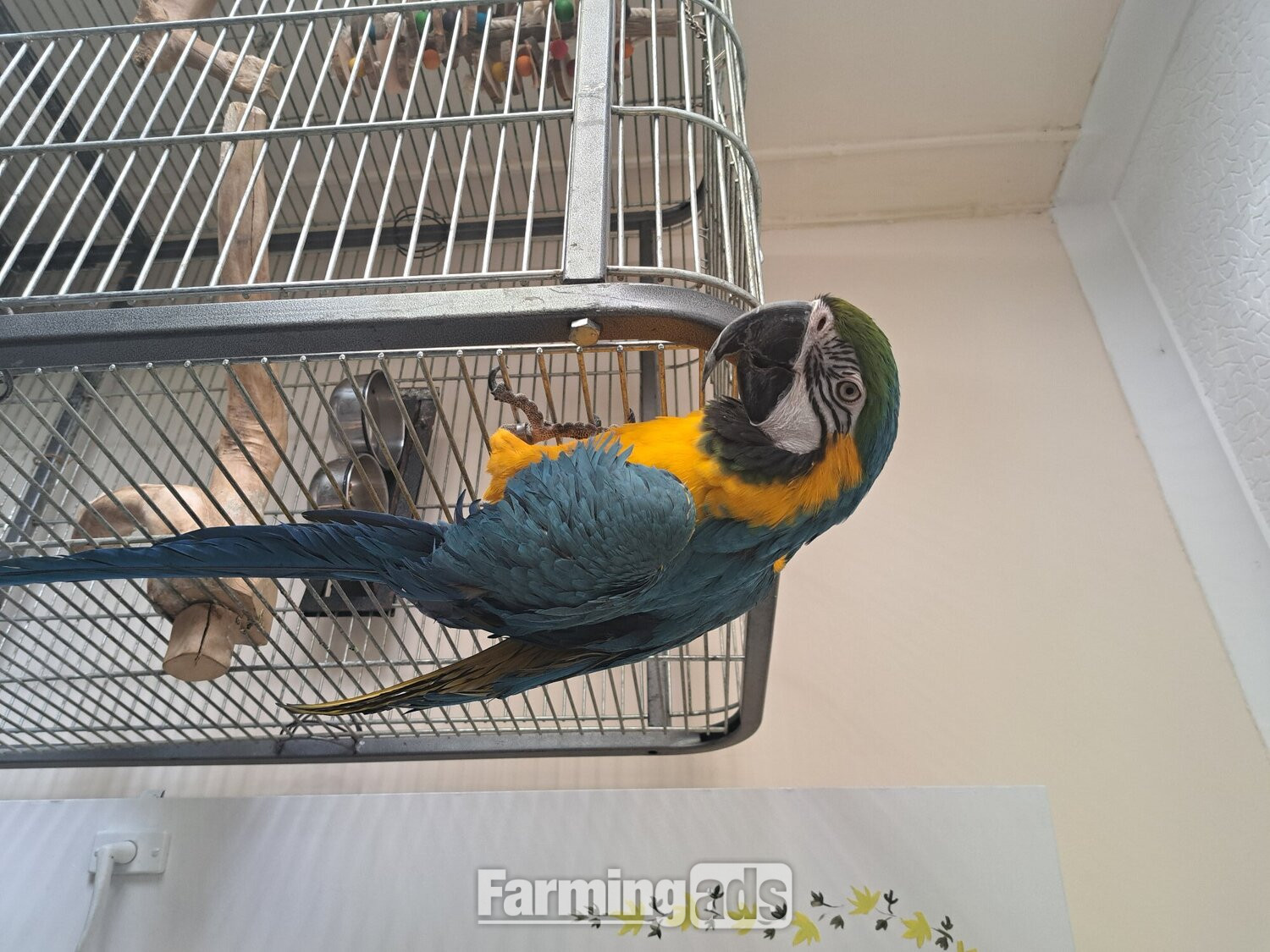 Mccaw male blue and gold  - {CATEGORY}