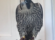 Male peregrines   Imprint and parent reared from quality line. 