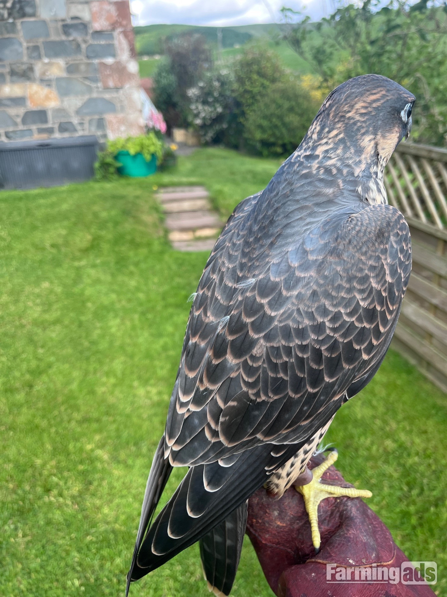 Male peregrines   Imprint and parent reared from quality line. 