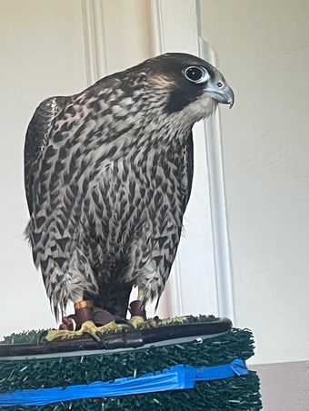 Male peregrines   Imprint and parent reared from quality line. 