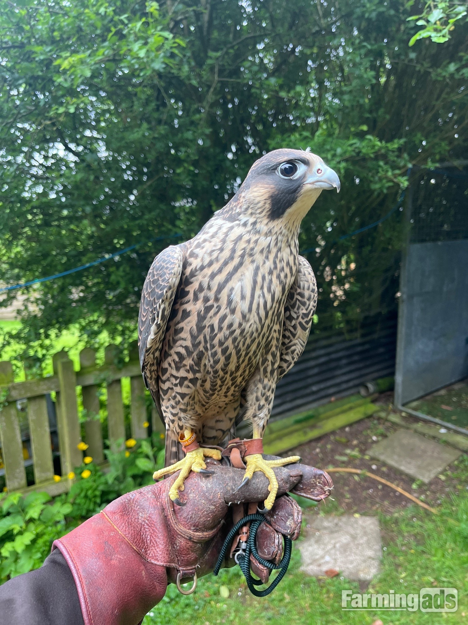  Male peregrines   Imprint and parent reared from quality line. 